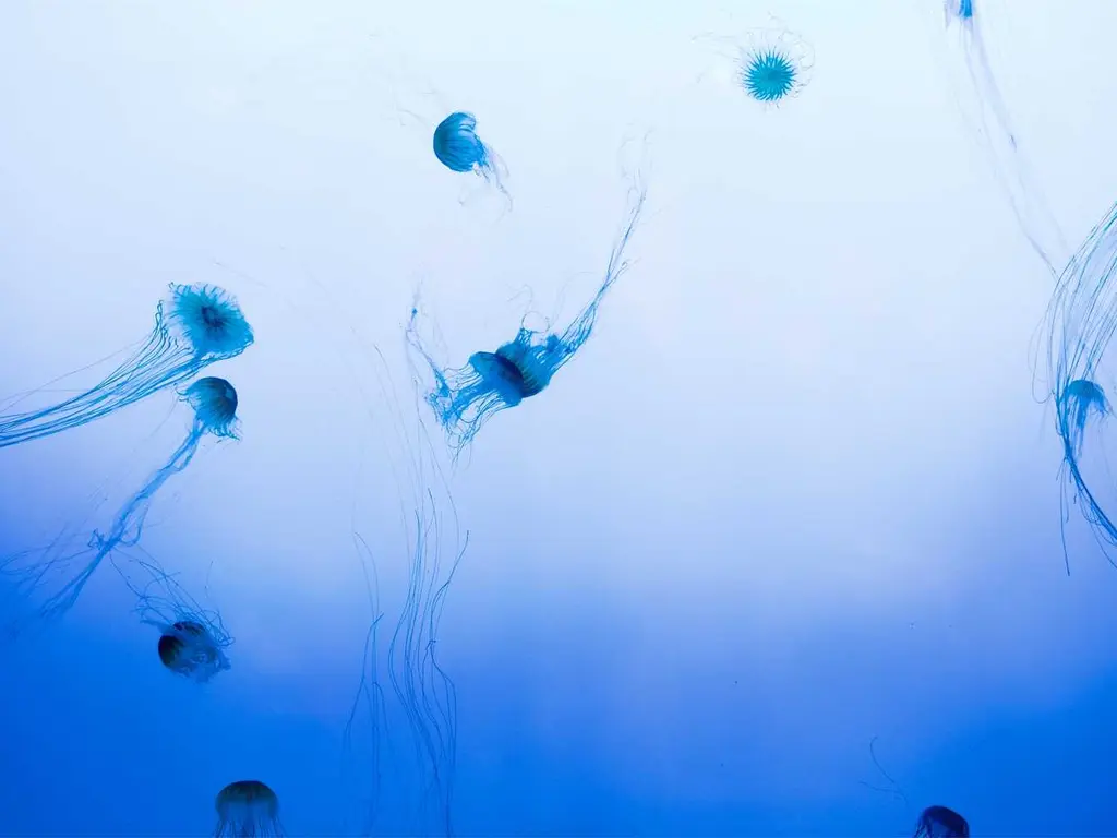 exploit plug-and-play e-business